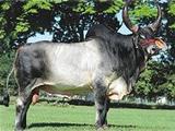 Dengoso 