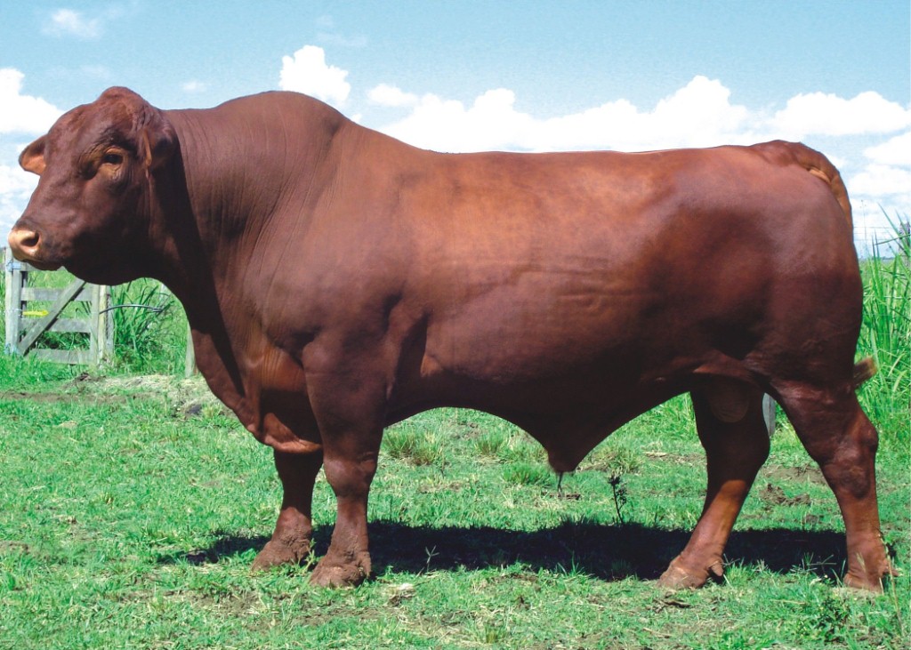 Místico da Corticeira BR 060 Dose