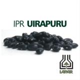  Semente de Feijão IPR Uirapuru  Prezzotto