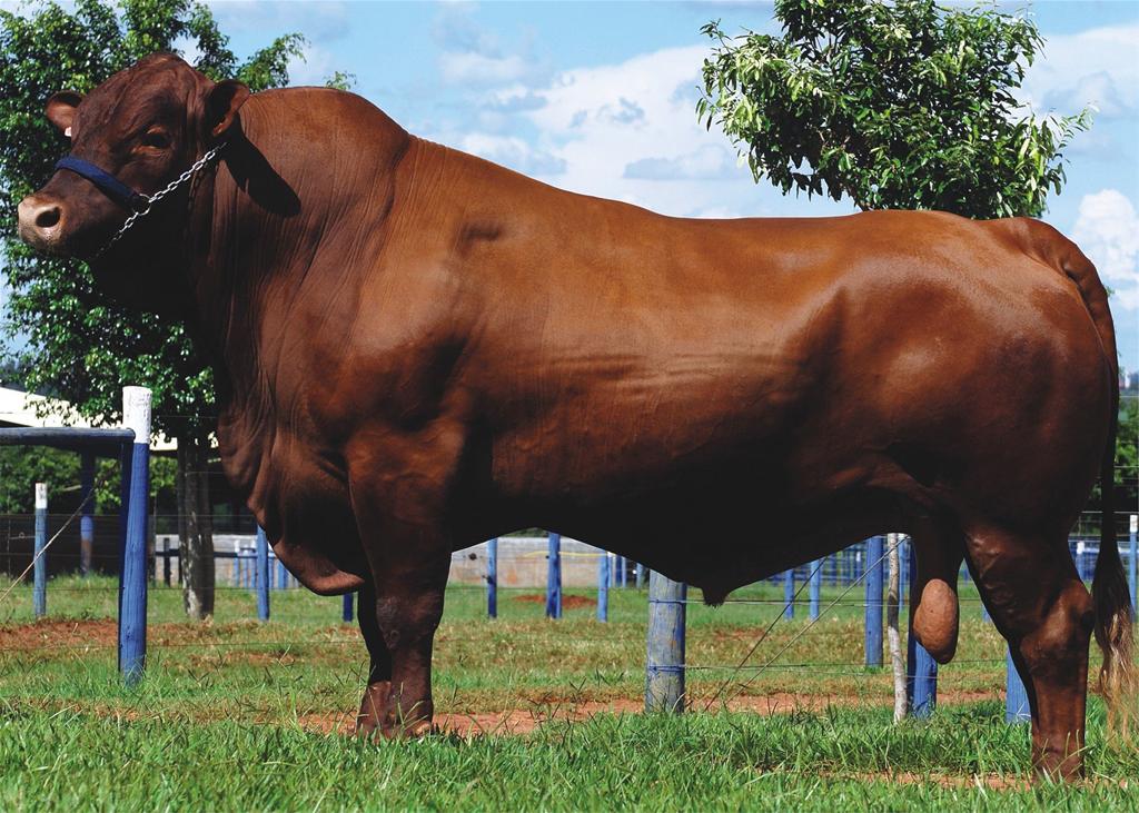 Sêmen do Urucum da Soledade 