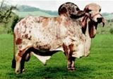 Supra-Sumo de Brasília 