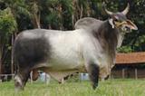 Garrido 
