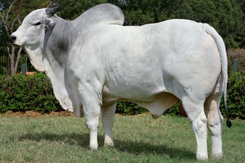 Jayamu da Matinha 