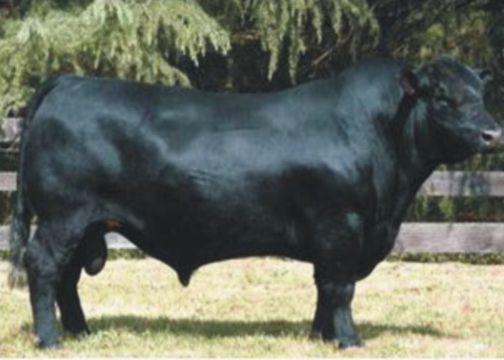 Corralero  Três Marias 5861 4955 3670-T/E Dose