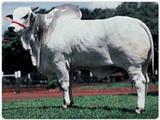 Daruk de Garça 