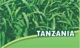 Semente de Panicum Maximum Tanzânia Saco 20 kg Alpasto Sementes