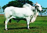 Gim de Garça  