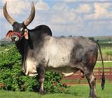 Marabá 