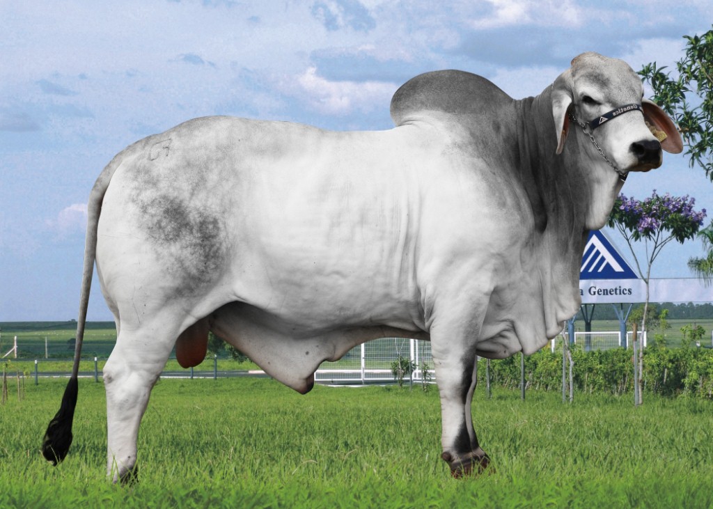 Good Brahmania 1068 Dose