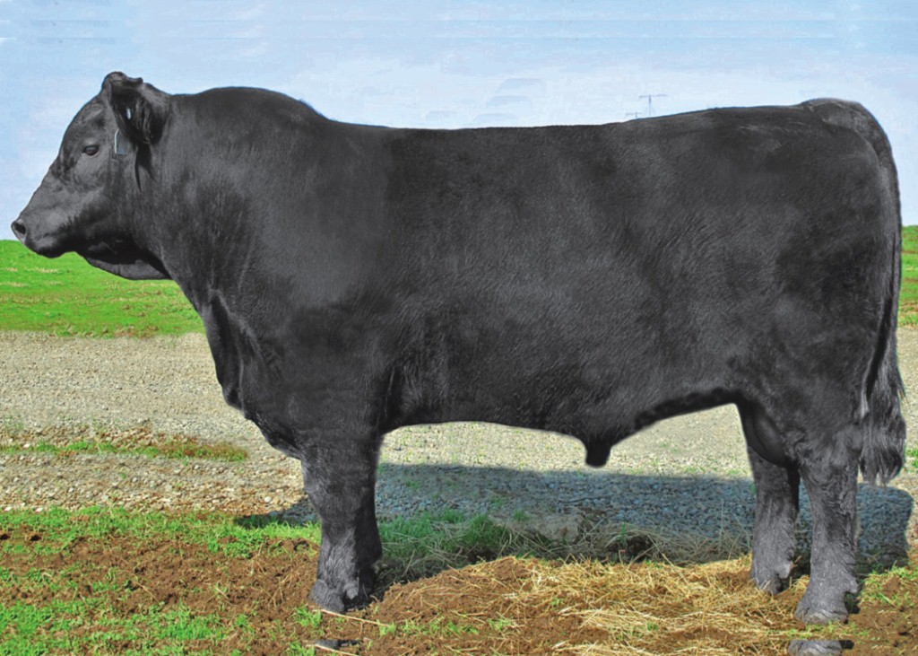 Lonestar   EG Lonestar 817 of T73  Dose