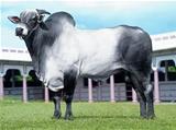 Chedallu BM da FC 