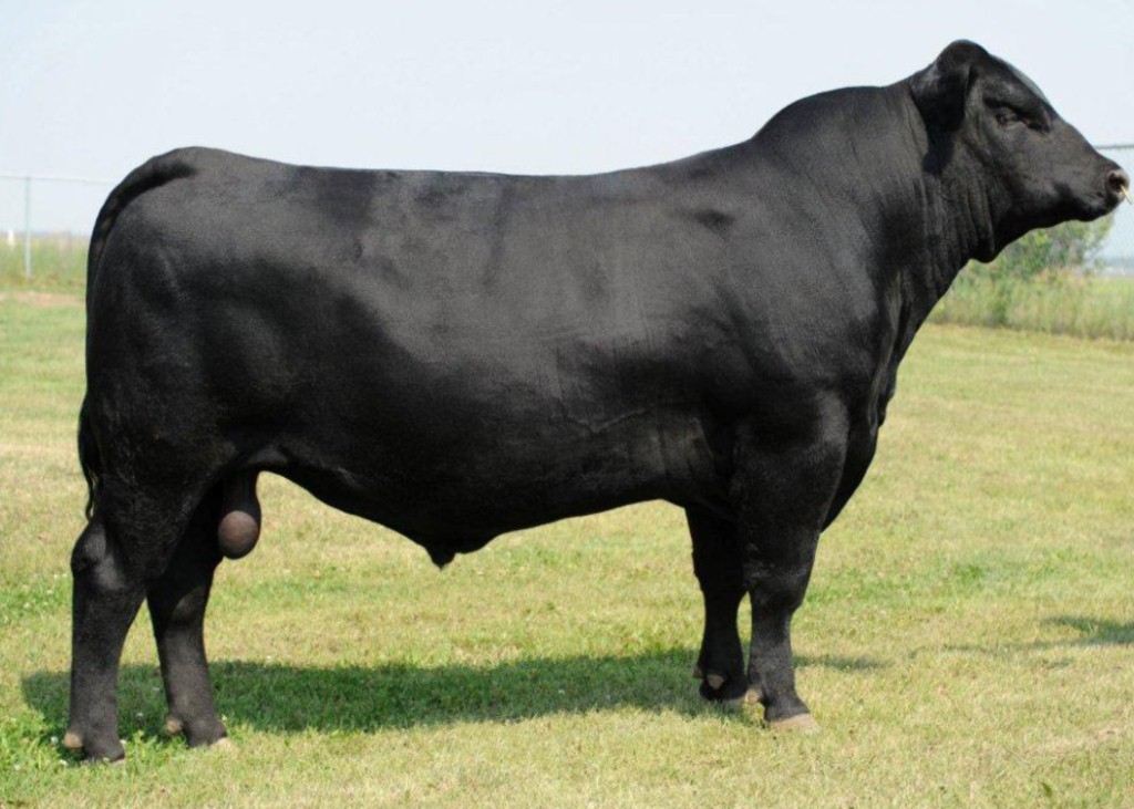 Heve   E G Heve 0901 of 6637 Dose