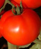  Semente de Tomate Styllus  Seminis