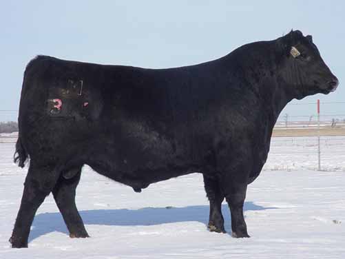 Sêmen do Mohnen Crown Royal 316 