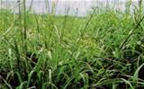 Semente de Andropogon Gayanus JCmaschietto Semente de Andropogon Gayanus JCmaschietto