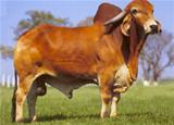 Oxalufa 