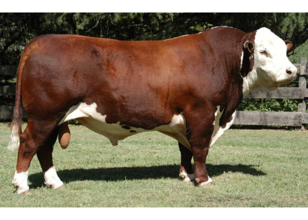 Forward  Catalinero X6279 El Nene Dose