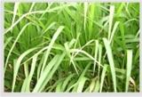 Semente de Brachiaria Xaraés MG-5 Sementes Bonamigo Semente de Brachiaria Xaraés MG-5 Sementes Bonamigo