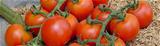  Semente de Tomate Híbrido Ikram  Syngenta