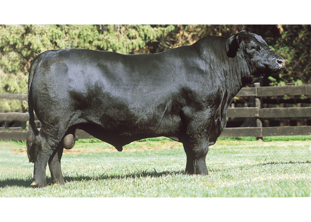 Doble Ancho  Rancho Grande 5494  Dose