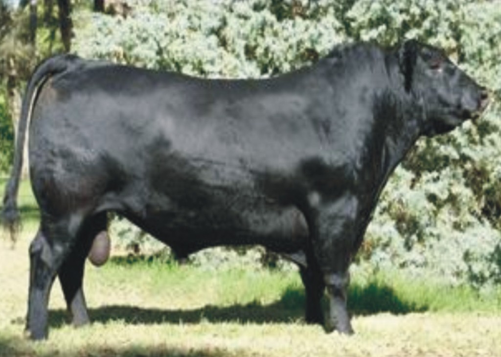 Tapayú   Tapayú 2377 EXT-T/E Dose