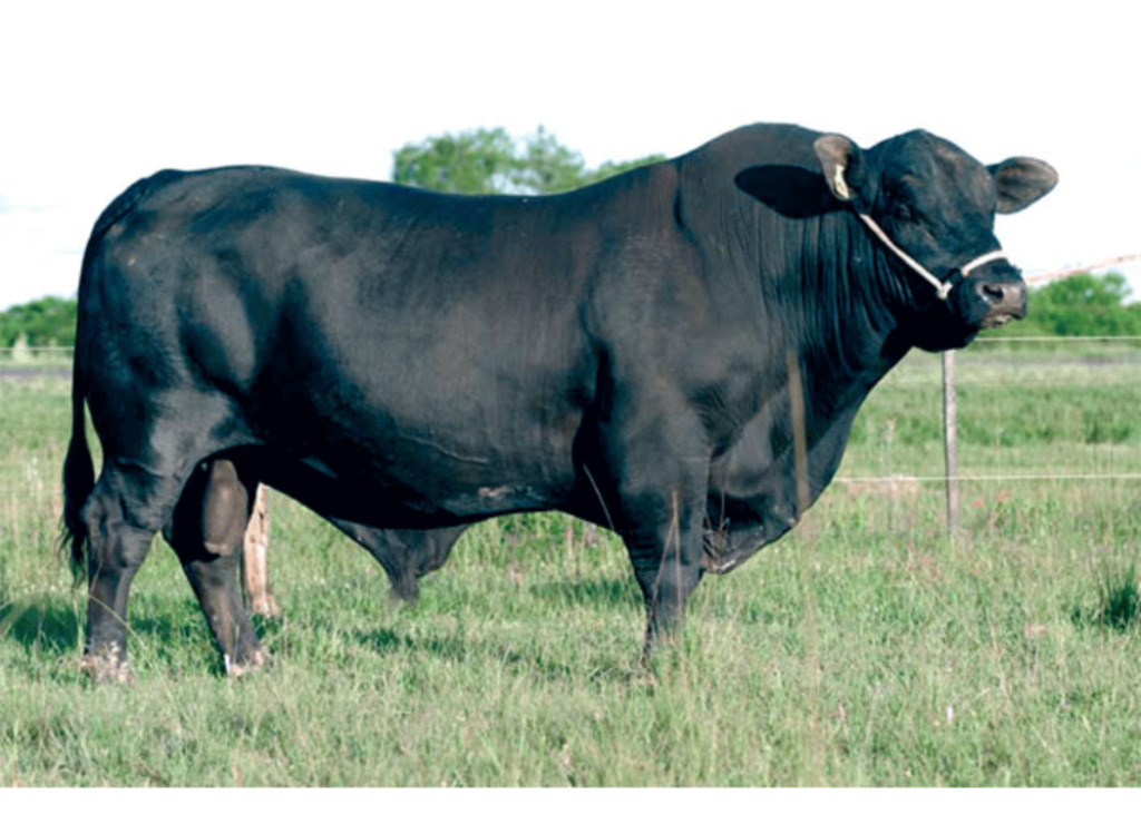 Compadre Ebano 3201  Dose