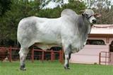 Goiano FIV Araguarina 