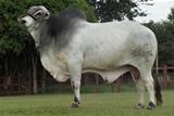 Canadense de Taba 