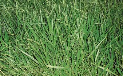 Semente de Brachiaria Decumbens 
