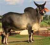 Genero 
