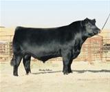 Sêmen do SAV 5175 Bando 1024 Semex Sêmen do SAV 5175 Bando 1024 Semex