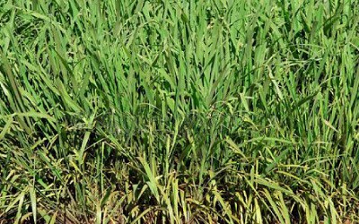 Semente de Brachiaria Ruziziensis 