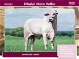 Dhalai Mata Velha 