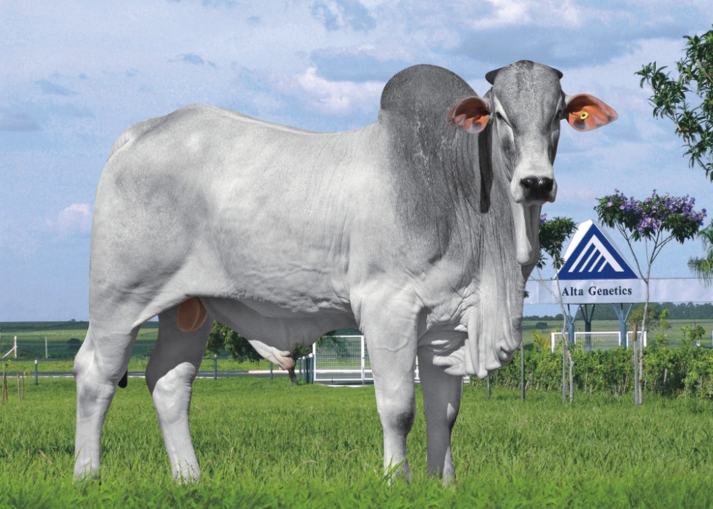 Hanover   Naviraí Hanover Dose