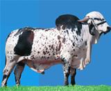 Sansão 