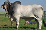 Good Brahmania 799 
