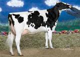 Picston Shottle-ET 