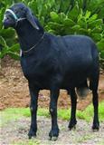 Cafula POB 0345 
