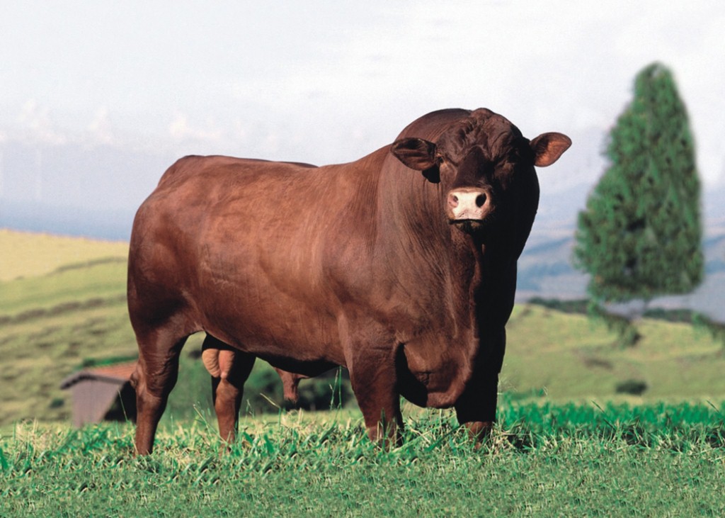 Nocona Dose