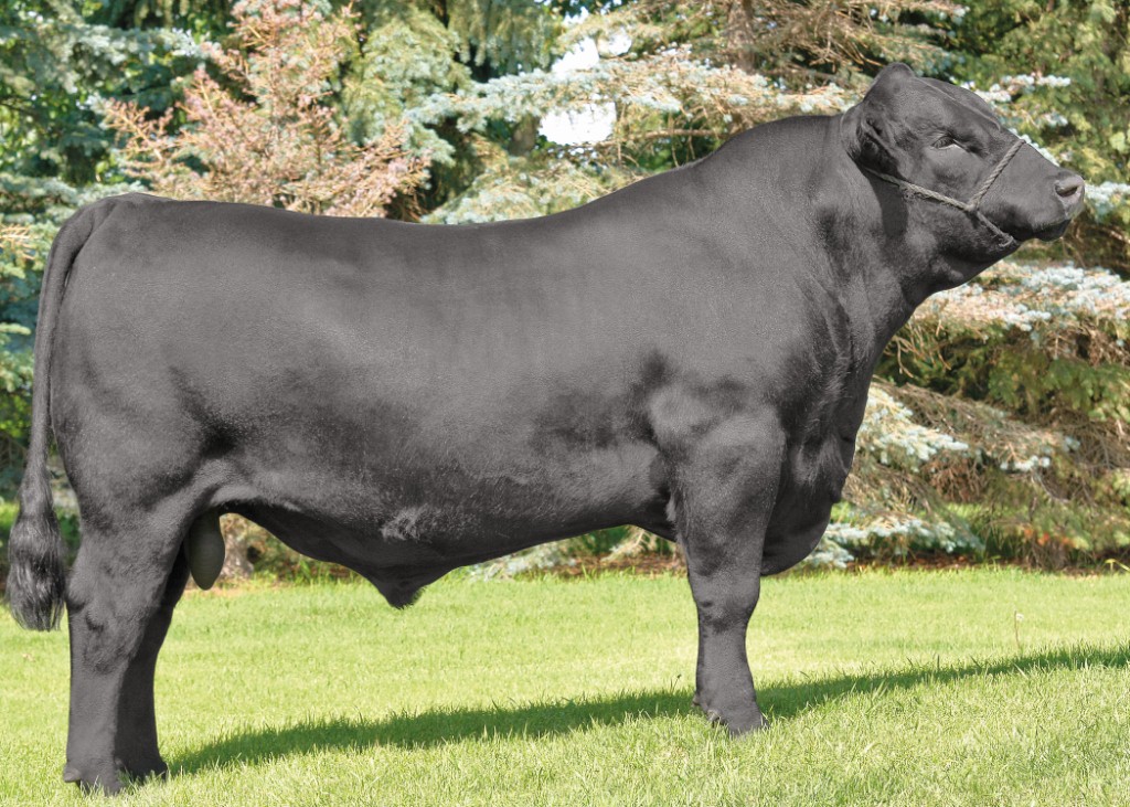 X-Man   Belvin X-Man Dose