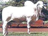 Sibilino 