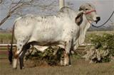 Oknagar 