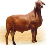 Agromasa 