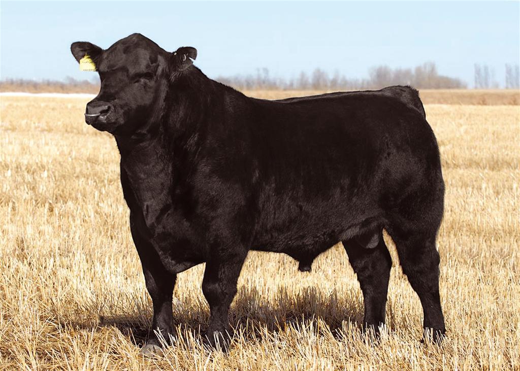 Sêmen do EG Pound Marker 612 of 415 