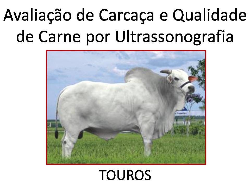 Avaliação de Carcaça e Qualidade de Carne por ultrassonografia - Touros 