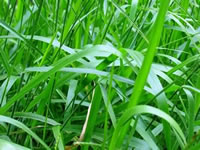  Brachiaria Brizantha(Braquiarão) 20kg