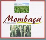 Mombaça 20Kg