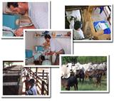 Implantação de Programas de Sincronização e Inseminação Artificial em Tempo Fixo (IATF) em Rebanhos 