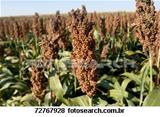 Semente de Sorgo 