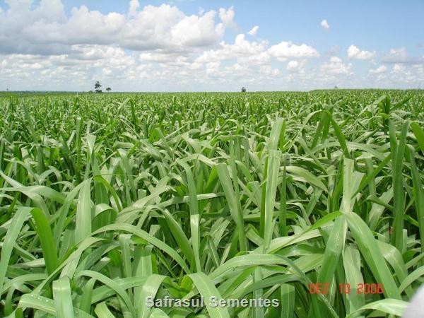 Panicum Maximum cv mombaça SACO 20KG